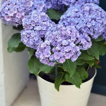 Il Lentisco 3* カメロータ