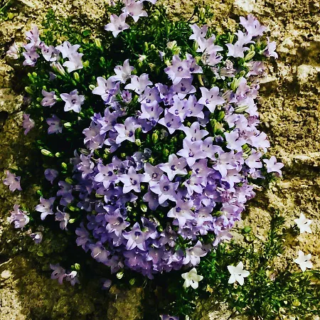 Il Lentisco 3* カメロータ