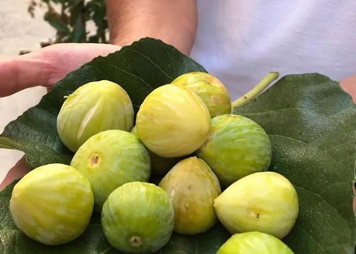 Il Lentisco